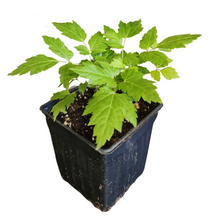 Black Cohosh (Actaea racemosa) Organic Plant in 2.5-inch Pot by Smoke Camp Crafts - North American Native Perennial