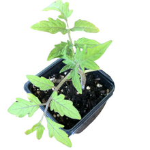 Tomato, Black Krim (Solanum lycopersicum) Organic Plant in 2.5-inch Pot by Smoke Camp Crafts - Early Maturing Heirloom Tomato