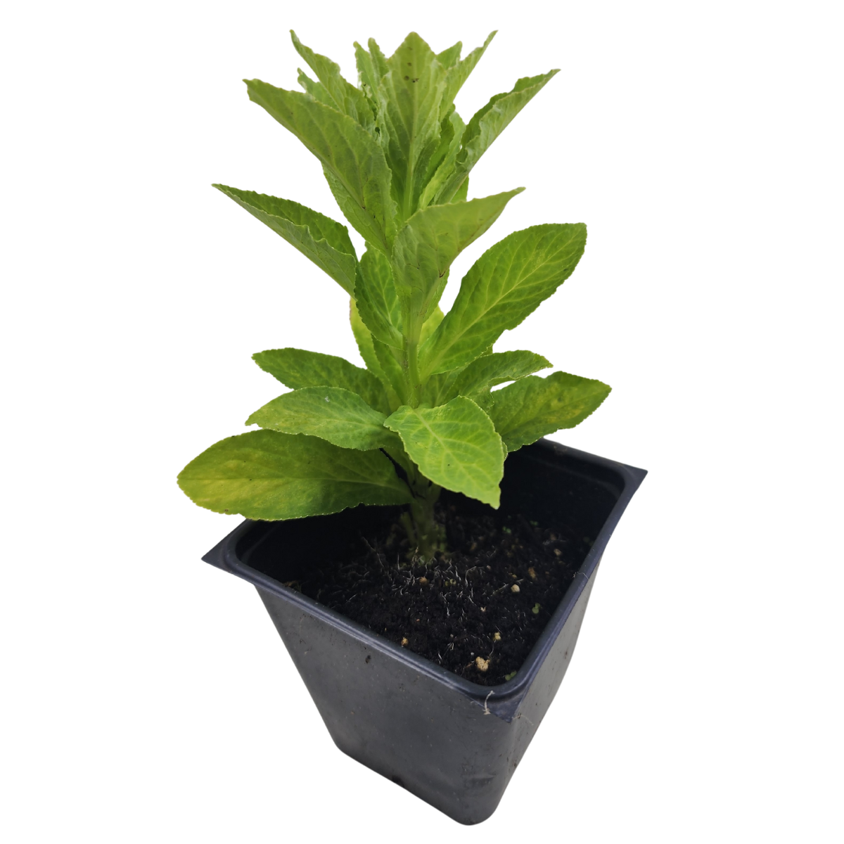 Blue Lobelia (Lobelia siphilitica) 1000 Organic Seeds (0.1 gram) by Smoke Camp Crafts - Blue Cardinal Flower