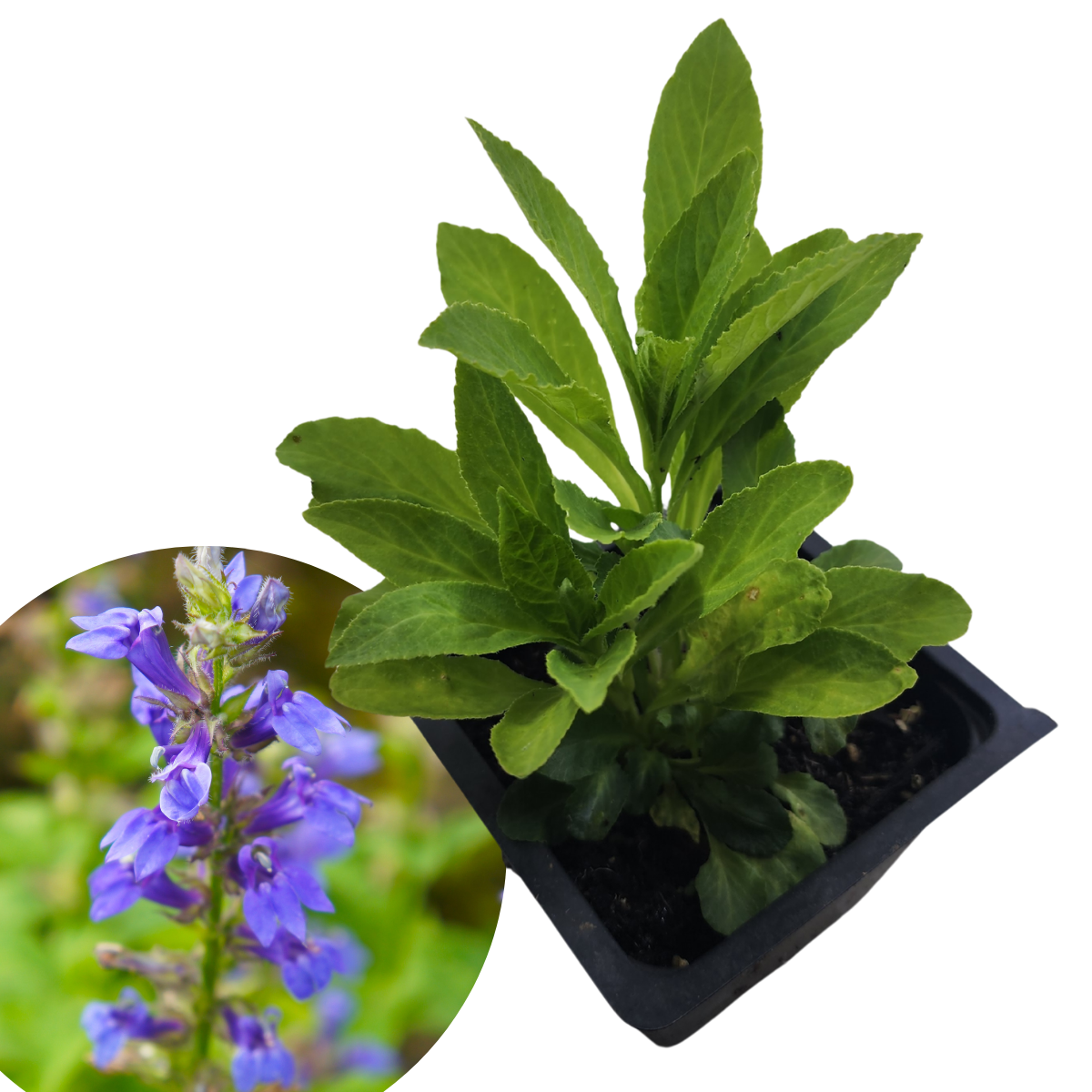 Blue Lobelia Plant (Lobelia siphilitica) 2.5 inch Pot - Organic Blue Cardinal Flower, Great Blue Lobelia by Smoke Camp Crafts