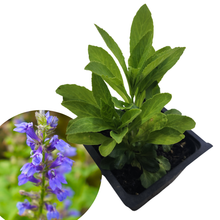Blue Lobelia Plant (Lobelia siphilitica) 2.5 inch Pot - Organic Blue Cardinal Flower, Great Blue Lobelia by Smoke Camp Crafts