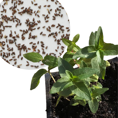 plant mint family healthful seeds Mountain Mint, Blunt Seeds (Pycnanthemum muticum) 1000 Seeds (0.1 gram – Smoke Camp Crafts