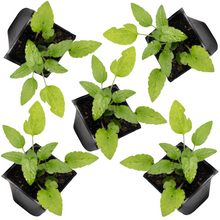 Brown Eyed Susan (Rudbeckia triloba) Five (5) Organic Plants in 2.5-inch Pots by Smoke Camp Crafts - North American Native Perennial