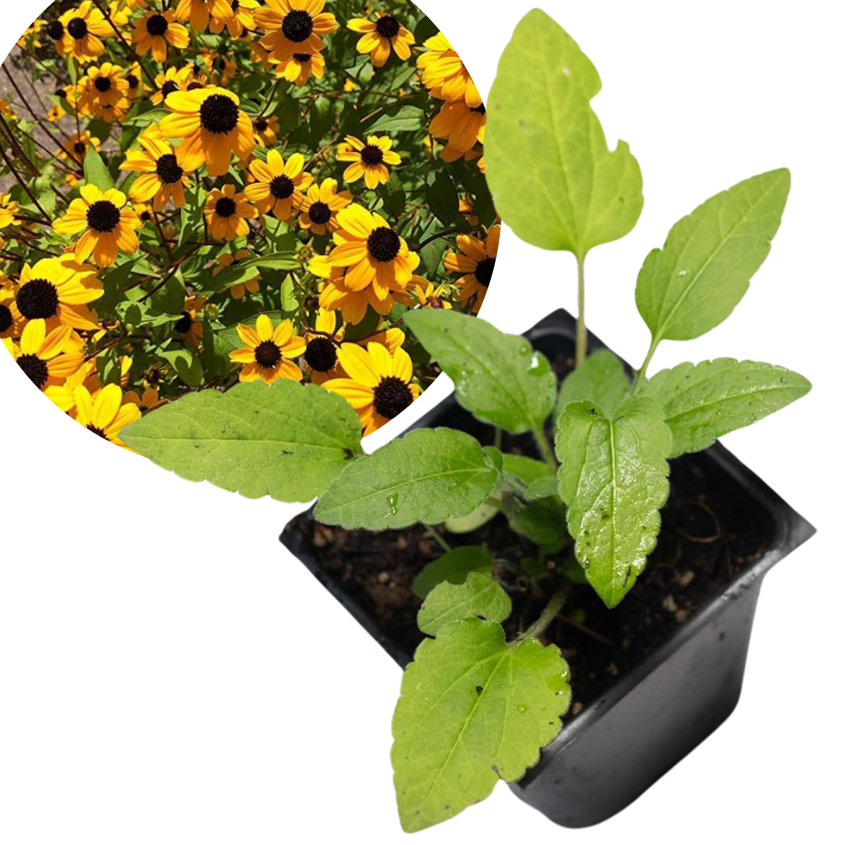 Brown-eyed Susan (Rudbeckia triloba) Organic Plant in 2.5-inch Pot - North American Native Pollinator