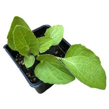 Greater Burdock (Arctium lappa) Organic Live Herb Plant in 2.5-inch Pot