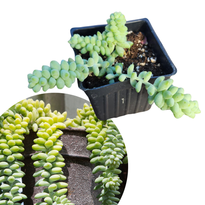 succulents like burro's tail Burro's Tail (Sedum morganianum) Plant in 2.5-inch Pot- Organic Succulent House Plant by Smoke Camp Crafts