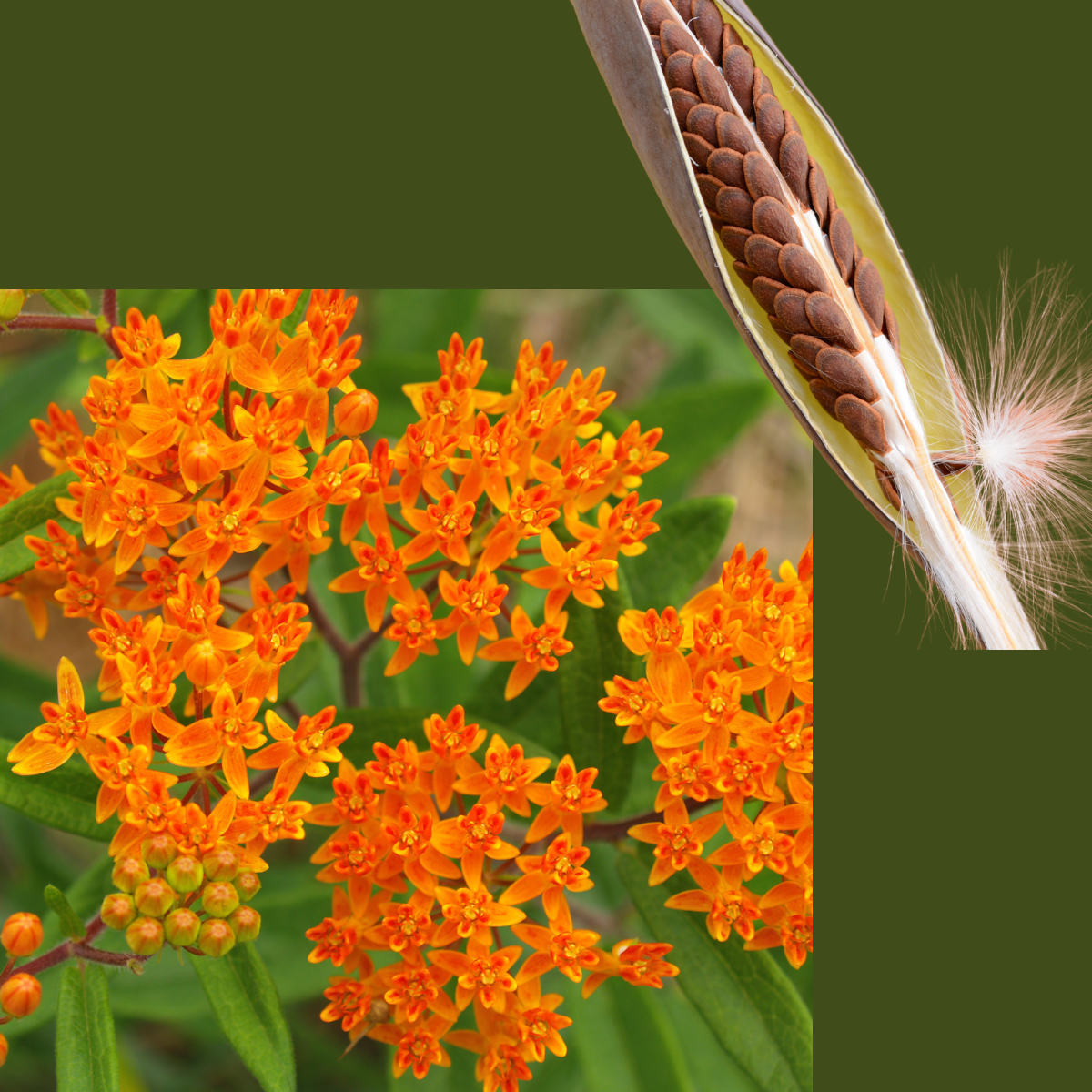 Butterfly Milkweed (Asclepias tuberosa) 100 Organic Seeds (1 gram) - Orange Milkweed, Butterflyweed
