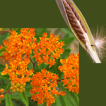 Butterfly Milkweed (Asclepias tuberosa) 100 Organic Seeds (1 gram) - Orange Milkweed, Butterflyweed