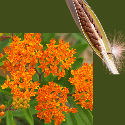 Butterfly Milkweed (Asclepias tuberosa) 100 Organic Seeds (1 gram) - Orange Milkweed, Butterflyweed