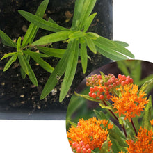 Butterfly Milkweed (Asclepias tuberosa) Organic Plant in 2.5-inch Pot- Butterfly Weed - Native Perennial - Pollinator Magnet by Smoke Camp Crafts