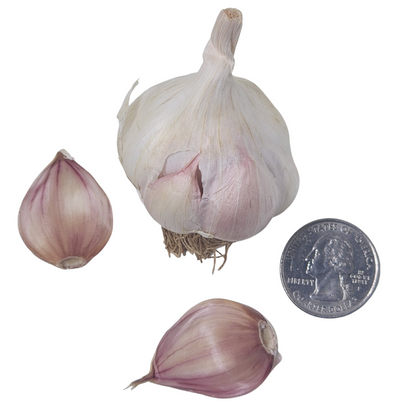 Garlic, California Late Softneck (Allium sativum) Three (3) Organic Bulbs for Eating or Planting by Smoke Camp Crafts - Great Garlic Flavor