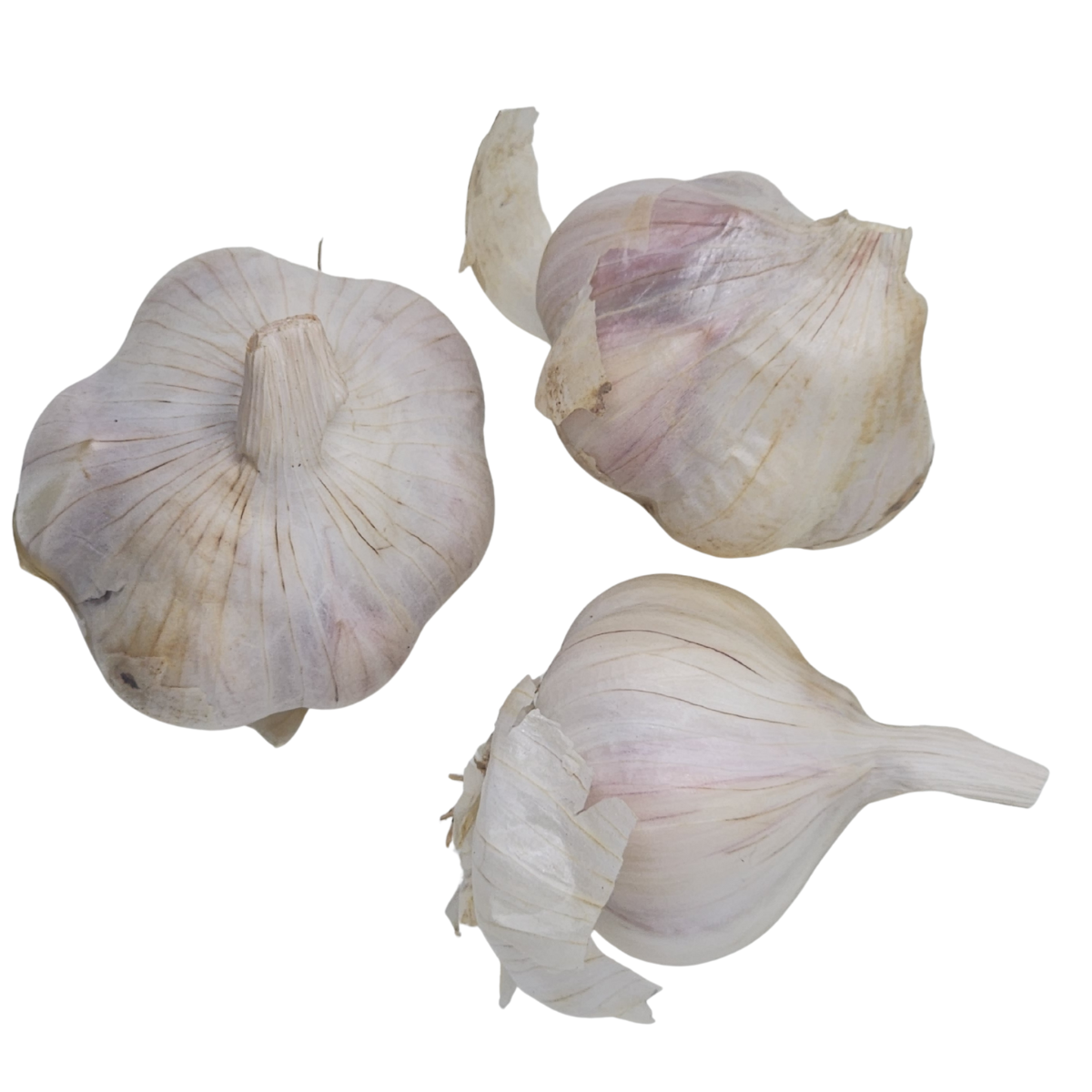 Garlic, California Late Softneck (Allium sativum) Three (3) Organic Bulbs for Eating or Planting by Smoke Camp Crafts - Great Garlic Flavor