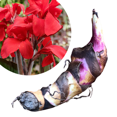 Red Canna Lily Bulb - One Organic Large Bulb for Planting