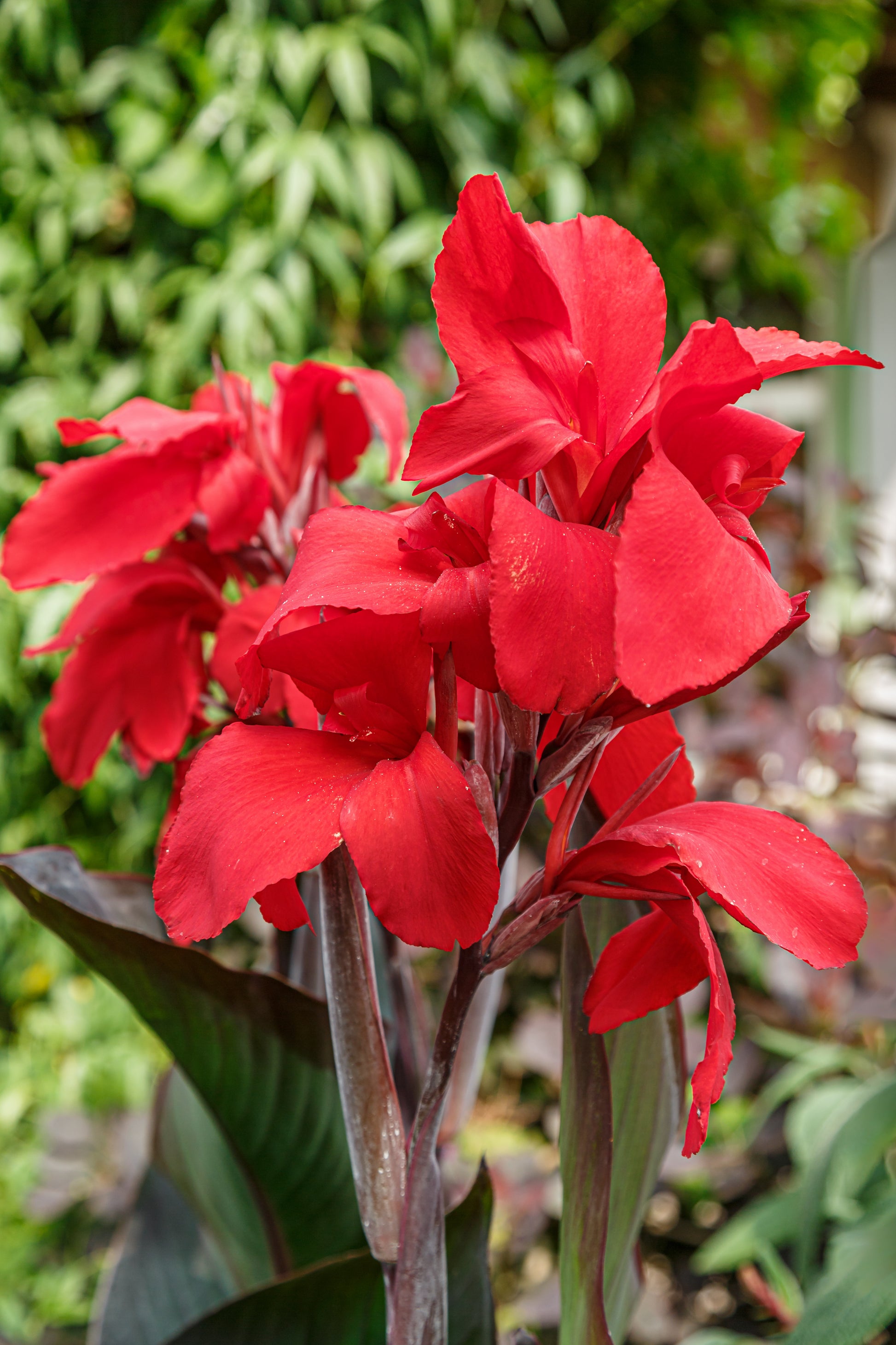 canna lily flower bulbs Red Canna Lily Bulb