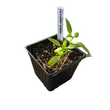 California Wonder Sweet Pepper (Capsicum annuum) Plant in 2.5-inch Pot by Smoke Camp Crafts
