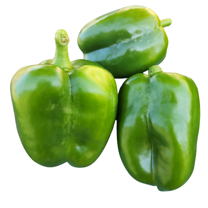 California Wonder Sweet Pepper (Capsicum annuum) Plant in 2.5-inch Pot by Smoke Camp Crafts