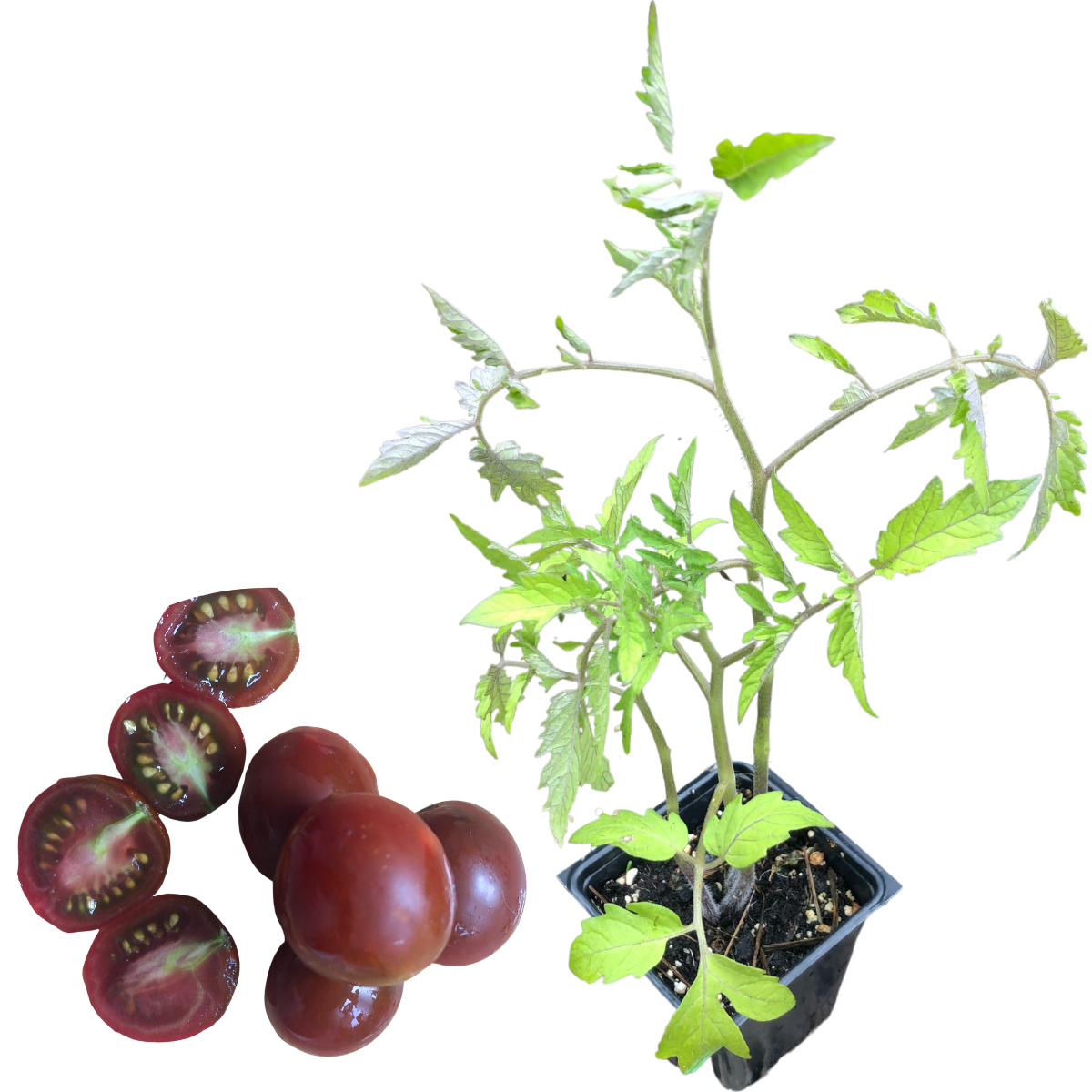 Cherry Tomato, Chocolate-Covered Cherry (Solanum lycopersicum) Organic  Plant in 2.5-inch Pot by Smoke Camp Crafts
