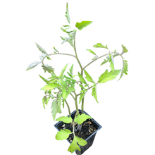 Cherry Tomato, Chocolate-Covered Cherry (Solanum lycopersicum) Organic Plant in 2.5-inch Pot by Smoke Camp Crafts - Prolific and Unique Cherry Tomato