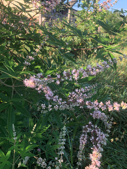 Chaste Tree (Vitex Agnus-castus L.) Live Plant in 2.5 inch Pot - Organic Chasteberry Chastetree Chaste Tree, Monk's Pepper, Texas Lilac