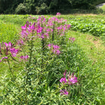 Smoke Camp Crafts Organic Cleome Live Plant (Cleome hassleriana) in 2.5 inch Pot - Bee Plant, Spider Flower, Spider Plant, Spider Weed, Grandfather's Whiskers