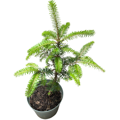 Canaan Fir (Abies balsamea var. phanerolepis) Tree Seedling by Smoke Camp Crafts - Grow Your Own Christmas Tree