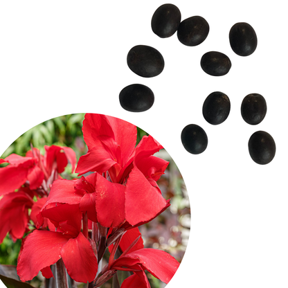 Red Canna Seeds (Canna x generalis) by Smoke Camp Crafts—10 organic seeds (5 grams)—are displayed near a circular photo of vibrant red Canna Lily flowers, showcasing both the seeds and the striking plant on a white background.