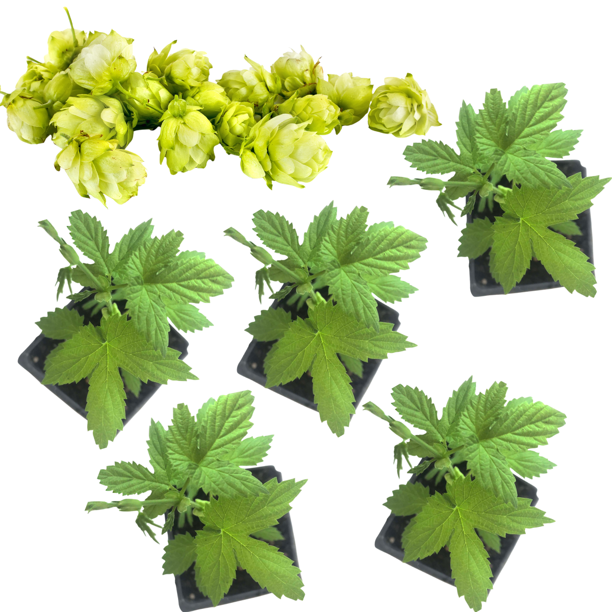 Hops, Cascade (Humulus lupulus) Five (5) Organic Plants in 2.5-inch Pots by Smoke Camp Crafts