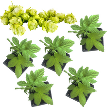 Hops, Cascade (Humulus lupulus) Five (5) Organic Plants in 2.5-inch Pots by Smoke Camp Crafts