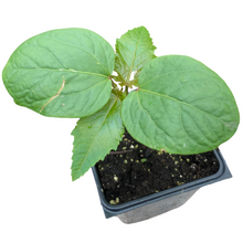 Castor Bean (Ricinus communis) Organic Plant in 2.5-inch Pot by Smoke Camp Crafts - Castor Oil Plant, Mole Plant