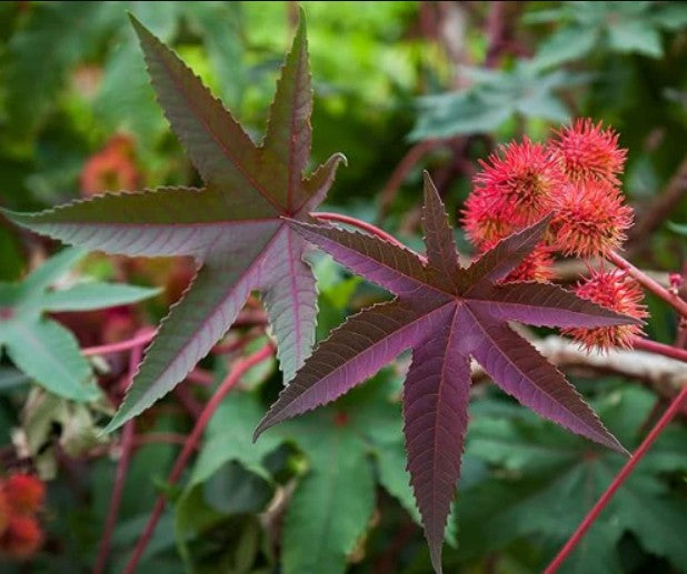Castor Bean (Ricinus communis) Organic Plant in 2.5-inch Pot by Smoke Camp Crafts - Castor Oil Plant, Mole Plant Castor Bean (Ricinus communis) Organic Plant in 2.5-inch Pot by Smoke Camp Crafts - Castor Oil Plant, Mole Plant