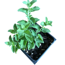 Catmint, Walker's Low (Nepeta racemosa) Organic Plant in 2.5-inch Pot by Smoke Camp Crafts - Hardy Landscape Plant