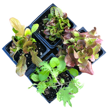 Chef's Selection Salad Variety Pack - Four Pots of Mixed Plants - Lettuce, Endive, Spinach, Kale, and More by Smoke Camp Crafts