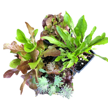 Chef's Selection Salad Variety Pack - Four Pots of Mixed Plants - Lettuce, Endive, Spinach, Kale, and More by Smoke Camp Crafts