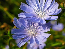 Chicory Seeds (Cichorium intybus) 1000 Seeds (2 g) - Blue Sailors, Coffee Weed, Cornflower, Italian Dandelion, Succory