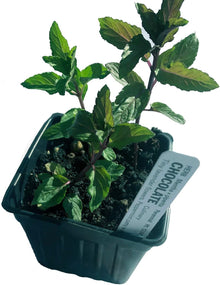 Chocolate Mint (Mentha piperita f. citrata 'Chocolate Mint') Organic Plant in 2.5-inch Pot