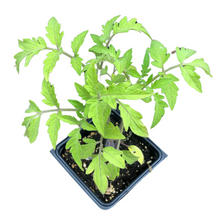 Tomato, Chuck Yeager (Solanum lycopersicum) Plant in 2.5-inch Pot by Smoke Camp Crafts - Fast-Maturing Striped Beefsteak Type