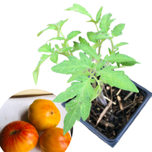 Tomato, Chuck Yeager (Solanum lycopersicum) Plant in 2.5-inch Pot by Smoke Camp Crafts - Fast-Maturing Striped Beefsteak Type