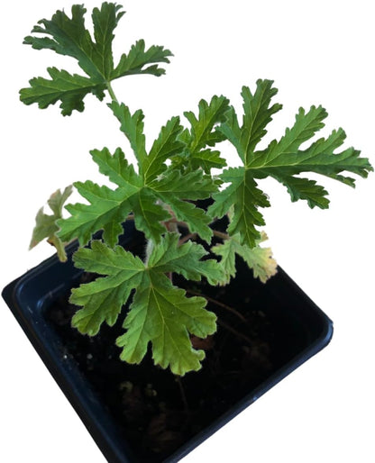 citronella plant pot Geranium, Citronella Scented (Pelargonium citrosum 'Citronella') Live Plant in 2.5-inch Pot by Smoke Camp Crafts