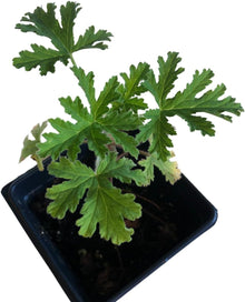 Geranium, Citronella Scented (Pelargonium crispum 'Citronella') Live Plant in 2.5-inch Pot by Smoke Camp Crafts - ORGANIC