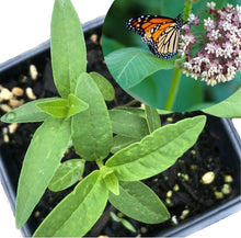 Bulk Common Milkweed Seeds (Asclepias syriaca) 2800 Seeds (28 grams/ 1 oz) by Smoke Camp Crafts - DIY Wildflower Meadow, Habitat Restoration