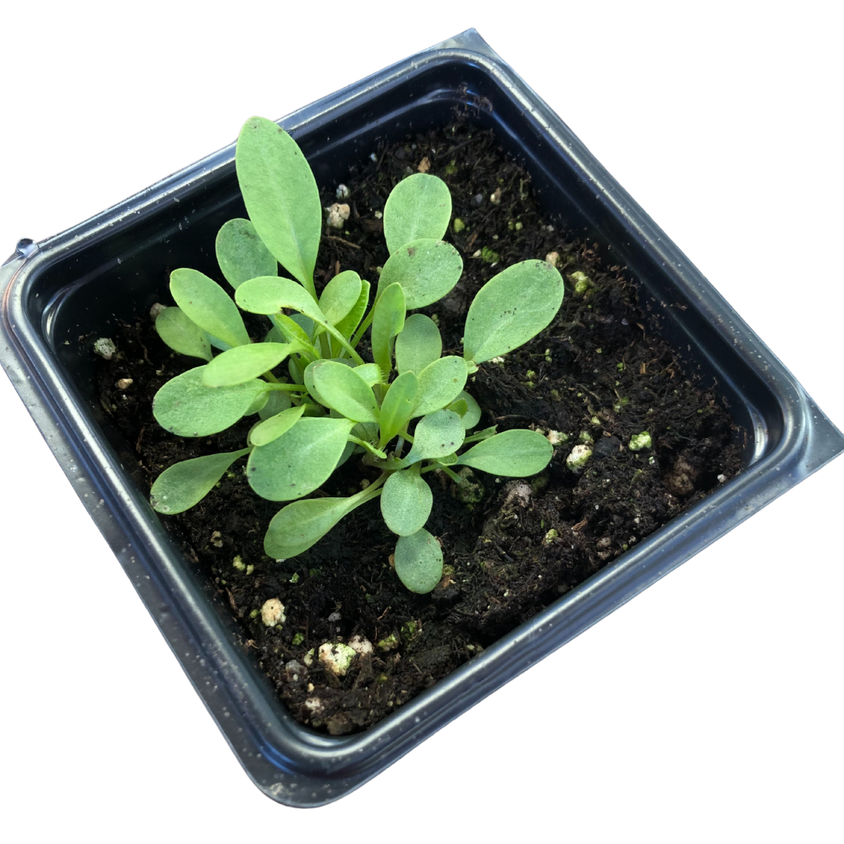 can you plant coreopsis in pots Lanceleaf Coreopsis (Coreopsis lanceolata) Organic Plant in 2.5-inch Pot by Smoke Camp Crafts