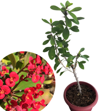 Crown of Thorns (Euphorbia milii) Plant in 3-inch Pot by Smoke Camp Crafts - Red-Flowered Succulent Houseplant
