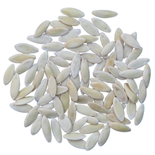 A pile of oval, pale beige pumpkin seeds scattered on a white background, next to a packet of Smoke Camp Crafts Cucumber, Straight Eight seeds (Cucumis sativus), 100 seeds (3 grams).