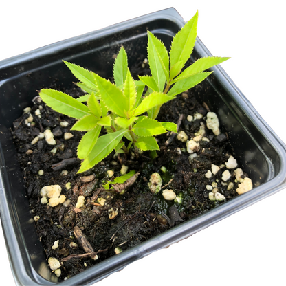 Culver's Root (Veronicastrum virginicum) Organic Plant in 2.5-inch Pot by Smoke Camp Crafts - Native Pollinator Plant