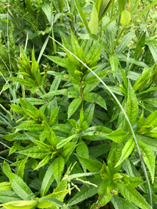 Culver's Root (Veronicastrum virginicum) Organic Plant in 2.5-inch Pot by Smoke Camp Crafts - Native Pollinator Plant