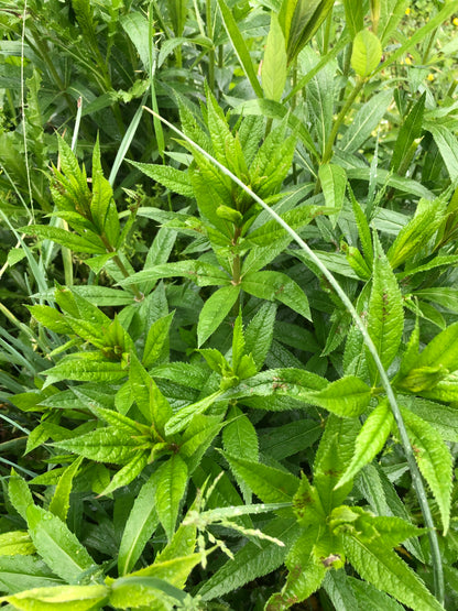 Culver's Root (Veronicastrum virginicum) Organic Plant in 2.5-inch Pot by Smoke Camp Crafts - Native Pollinator Plant