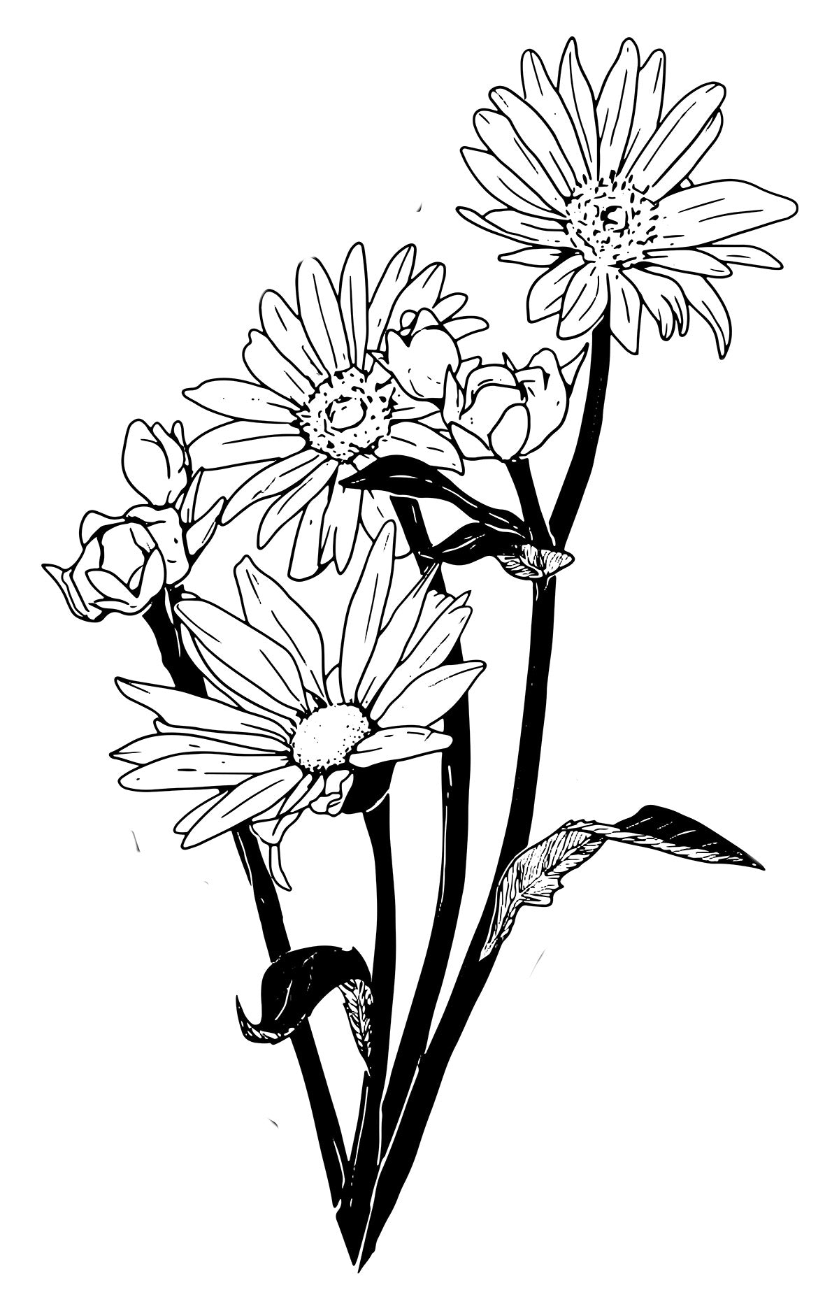 Cup Plant (Silphium perfoliatum) in 2..5-inch Pot - Organic Herbaceous Perennial Live Plant for Pollinators and Bees