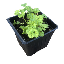Curly Parsley (Petroselinum crispum) Organic Plant in 2.5-inch Pot by Smoke Camp Crafts