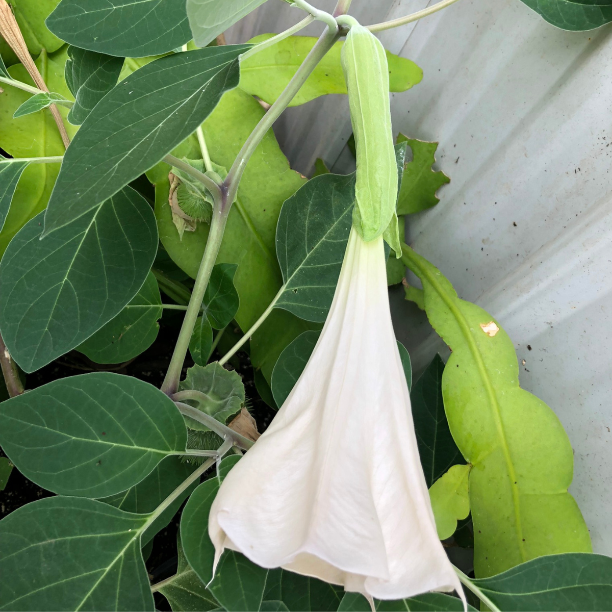 smoking morning glory seeds Angel's Trumpet (Datura inoxia) 100 Organic Seeds (2 grams) by Smoke C – Smoke Camp Crafts