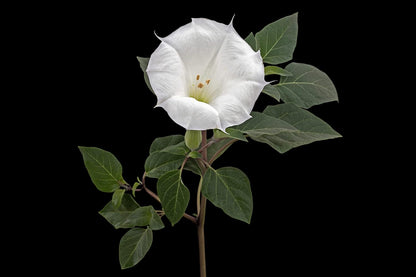 Angel's Trumpet (Datura inoxia) 100 Organic Seeds (2 grams) by Smoke Camp Crafts - Moonflower, Thorn Apple